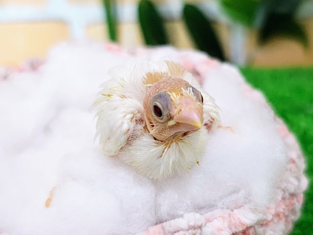 瞳が大きくてうるうる🥺♡十姉妹のヒナ(白、うす茶)入荷しました❤️