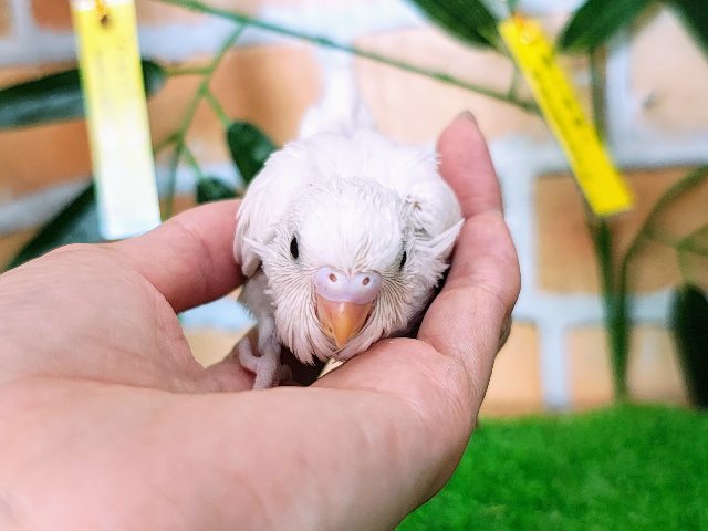 セキセイインコ