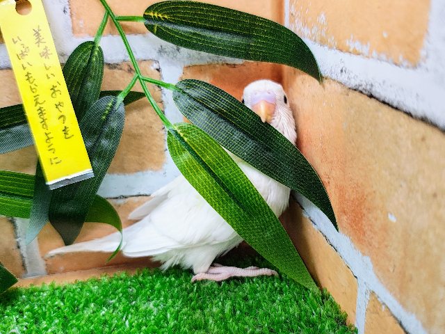 セキセイインコ