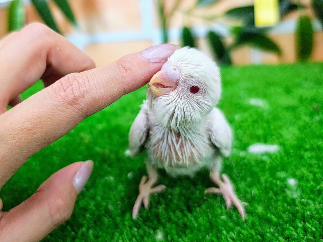 セキセイインコ