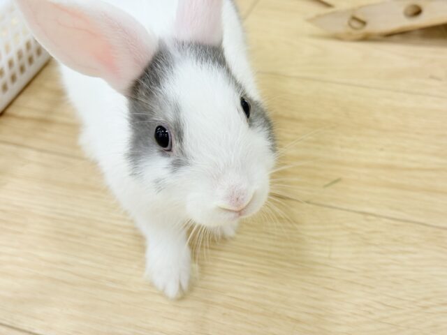 ミニウサギ