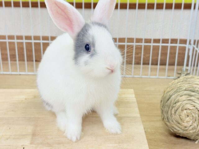 ミニウサギ