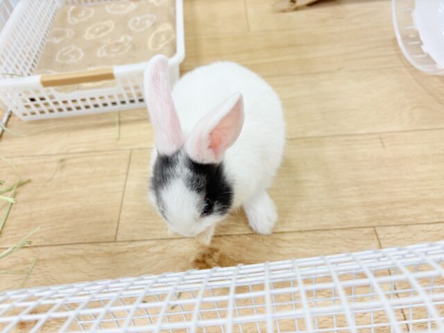 ミニウサギ