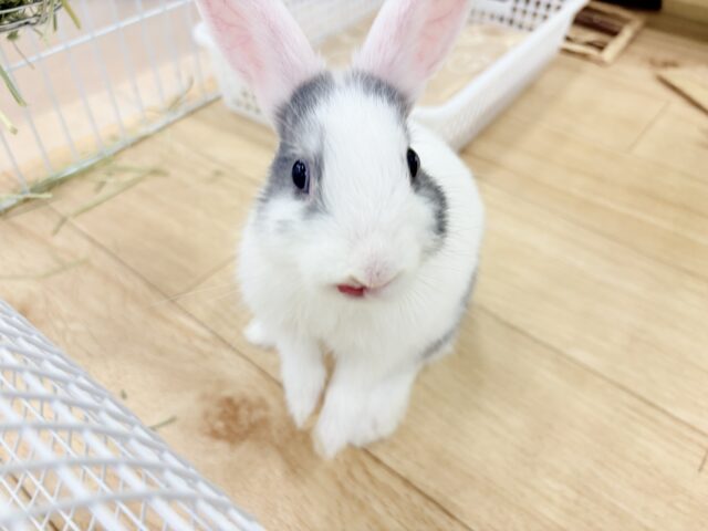 ミニウサギ