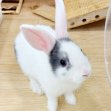 【動画更新🪄】外国人風🫧美人うさぴょん🐰🍬ミニウサギ 女の子