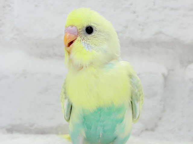 【最新画像更新🪄】目が、はなせませんっ　セキセイインコ　パステルカラーレインボースパングル〜〜