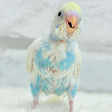 【最新画像更新🪄】どうなる？どうなる？？　セキセイインコ　パステルレインボーパイド
