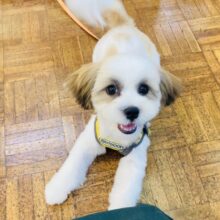 最新画像🆙シーズーにしか見えない⁉　マルシーズーの女のコ入舎いたしました♪