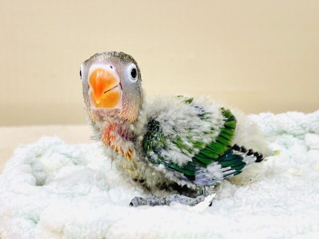 キエリボタンインコ