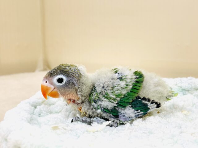 キエリボタンインコ