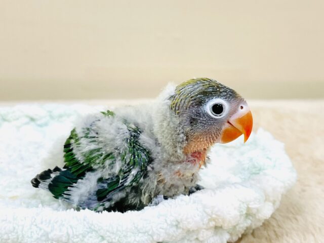 キエリボタンインコ