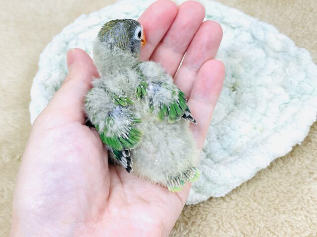 キエリボタンインコ