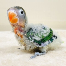 綿毛たっぷり🧚‍♀️💫ふわもこなキエリボタンインコちゃん（ヒナ）