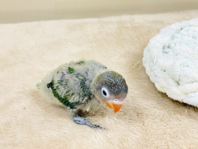 キエリボタンインコ