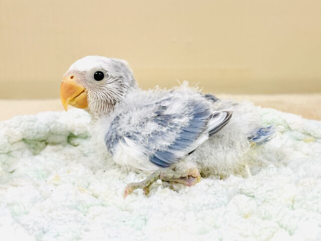 コザクラインコ（小桜インコ）