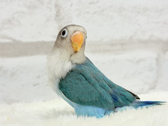 ブルーボタンインコ