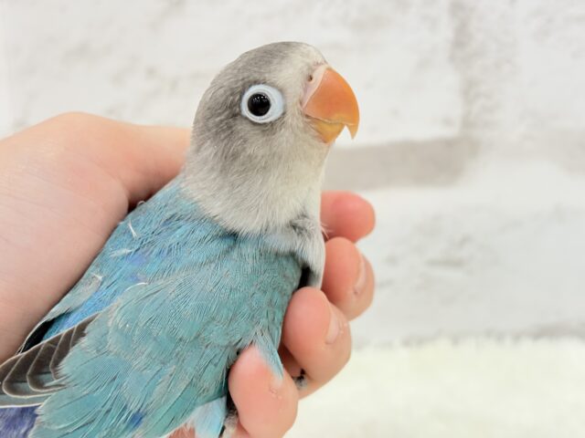 ブルーボタンインコ