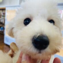 最新画像🆙見た目はへなちょこ系！？でも実は…なトイプードル入舎しました！