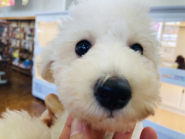 最新画像🆙見た目はへなちょこ系！？でも実は…なトイプードル入舎しました！