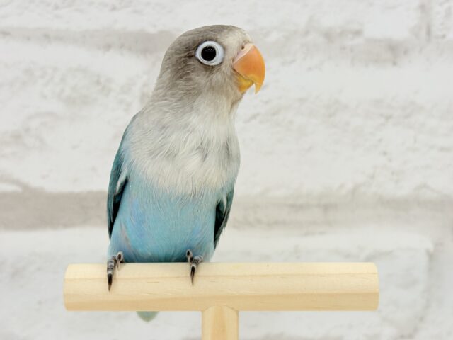 ブルーボタンインコ