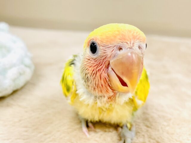 コザクラインコ（小桜インコ）