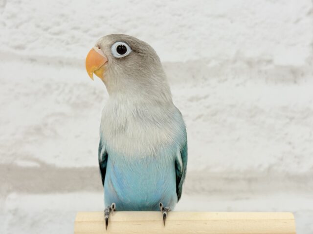 ブルーボタンインコ