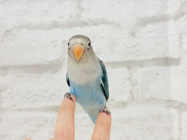 ブルーボタンインコ