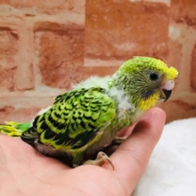 オパーリンカラーのセキセイちゃんがやって来ましたよ～💚💚💚　セキセイインコ