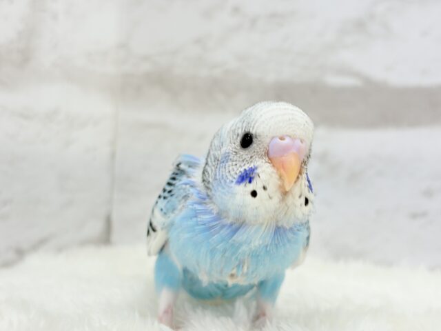 【最新画像更新🪄もうすぐひとり餌☆】楽しそうなことが 待ってるんだってさ♪ セキセイインコ パイド~~ セキセイインコ