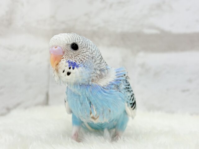 【最新画像更新🪄もうすぐひとり餌☆】楽しそうなことが 待ってるんだってさ♪ セキセイインコ パイド~~ セキセイインコ