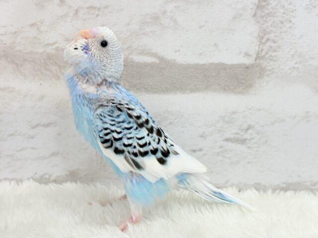 【最新画像更新🪄もうすぐひとり餌☆】楽しそうなことが 待ってるんだってさ♪ セキセイインコ パイド~~ セキセイインコ