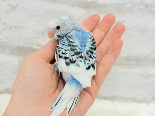 【最新画像更新🪄もうすぐひとり餌☆】楽しそうなことが 待ってるんだってさ♪ セキセイインコ パイド~~ セキセイインコ