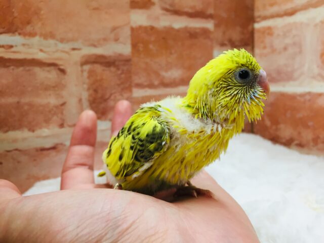 セキセイインコ