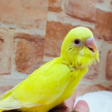 ヒヨコそっくり、？🐤🐤🐤　セキセイインコ（ルチノー）