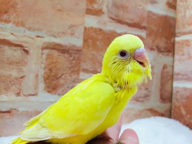 ヒヨコそっくり、？🐤🐤🐤　セキセイインコ（ルチノー）