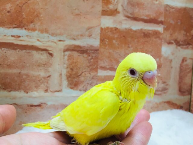 ヒヨコそっくり、?🐤🐤🐤 セキセイインコ(ルチノー) セキセイインコ