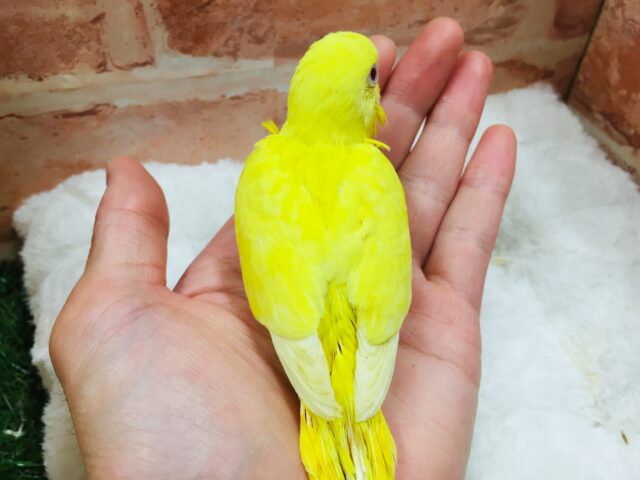 ヒヨコそっくり、?🐤🐤🐤 セキセイインコ(ルチノー) セキセイインコ