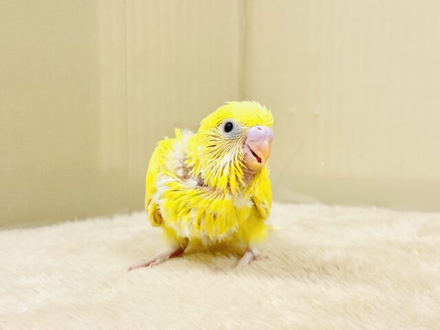 セキセイインコ