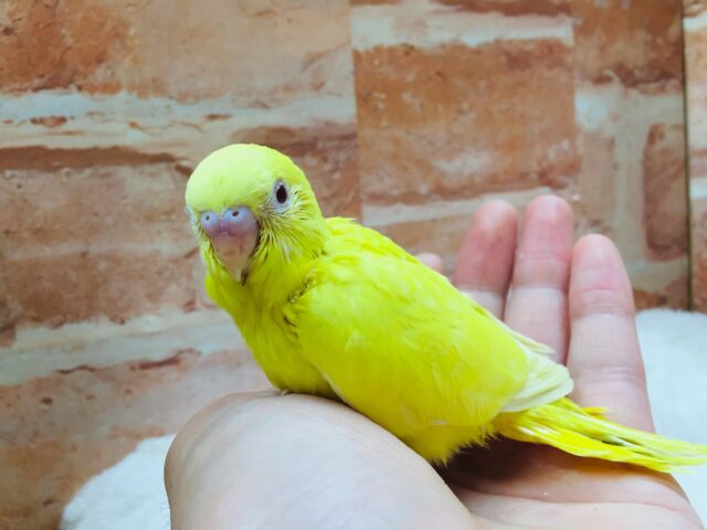 ヒヨコそっくり、?🐤🐤🐤 セキセイインコ(ルチノー) セキセイインコ