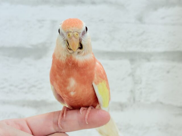 アキクサインコ（秋草インコ）