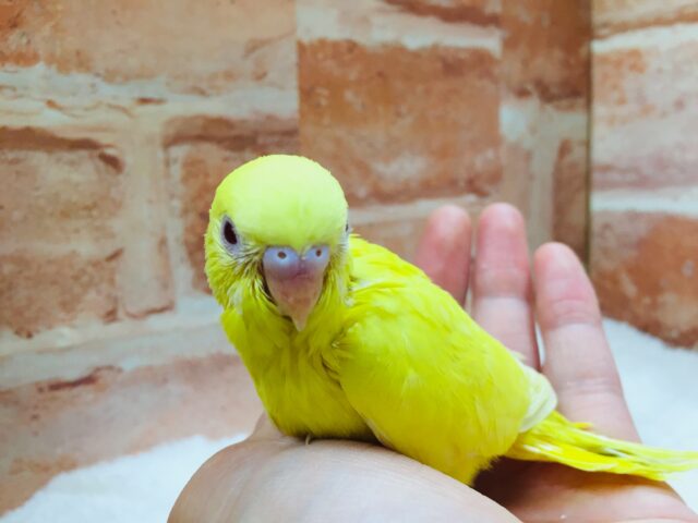 ヒヨコそっくり、?🐤🐤🐤 セキセイインコ(ルチノー) セキセイインコ