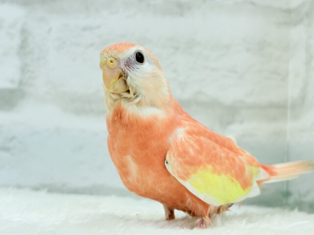 アキクサインコ（秋草インコ）