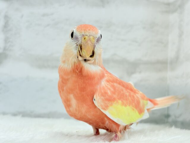 アキクサインコ（秋草インコ）