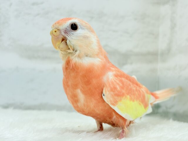 アキクサインコ（秋草インコ）