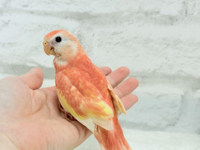 アキクサインコ（秋草インコ）