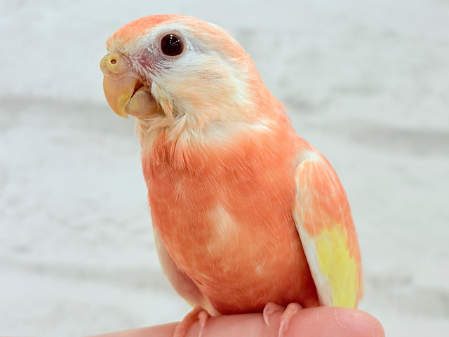 【最新画像更新🪄もうすぐひとり餌‪☆】ピュアピュアフレッシュ🍑🫧アキクサインコ(ルビノー) ヒナ