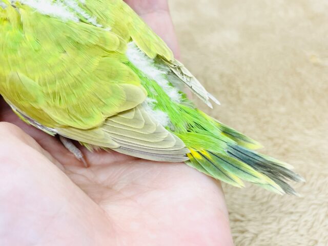 セキセイインコ