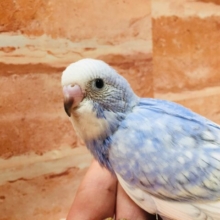 スパングルカラーのセキセイちゃんがやってきましたよ～🎵　セキセイインコ