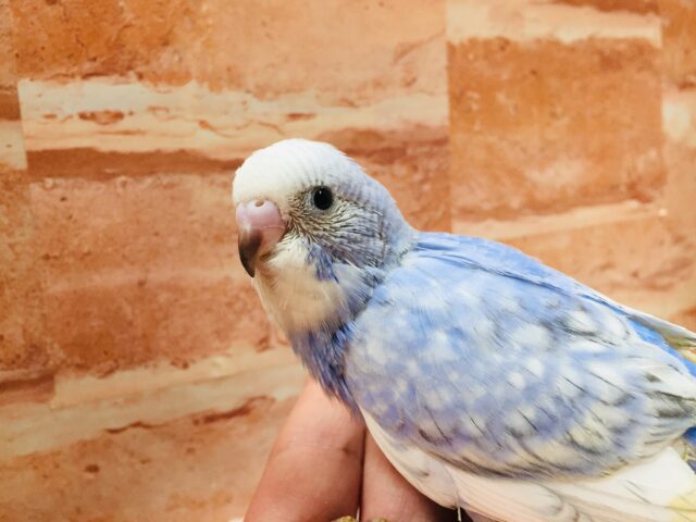 スパングルカラーのセキセイちゃんがやってきましたよ～🎵　セキセイインコ