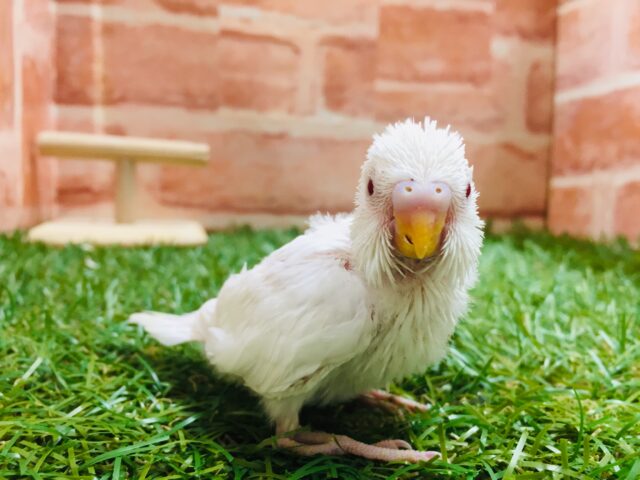 セキセイインコ